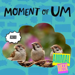 Moment of Um