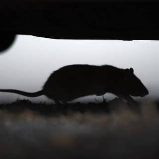 Ebba fick råttor i lägenheten – drabbas hårt ekonomiskt