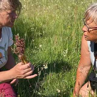 Orkidéfrossa på Gotland och fågelfrossa i Moldavien