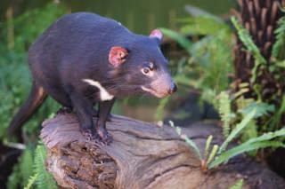 Devils of Tasmania 