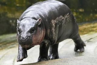 Pygmy Hippo: Moo Deng's Origins