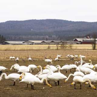 Vårkänslor hos stannfåglar i Boden och rastande sångsvanar vid Tysslingen