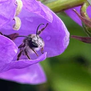 Insekter och andra trivs i Tinnerö eklandskap