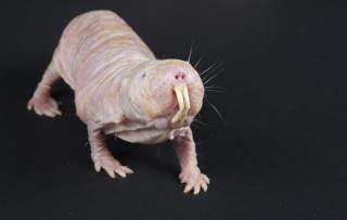 Wowed by Naked Mole Rats