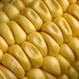 50 år med genteknik - från ”leka gud” till tålig majs