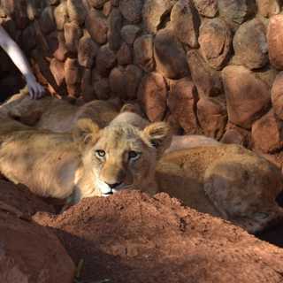 Volontärer tror att de räddar lejon - istället går de till troféjakt