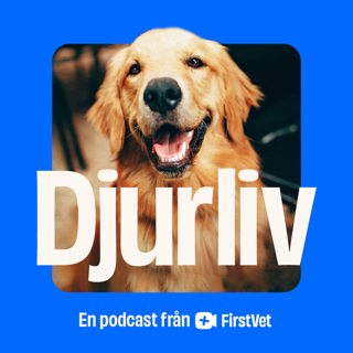 Annons från FirstVet: När din hund skadar sig eller blir sjuk