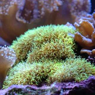 Bleka korallrev och växters svenska namn