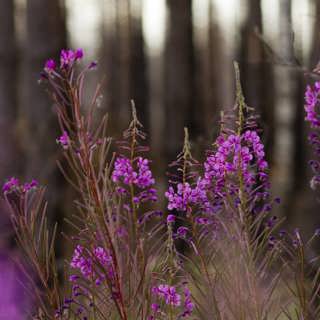 Tio år efter skogsbranden i Västmanland – en berättelse i svart, rosa och grönt