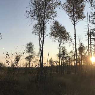 Tajgasångarna som väljer ny väg - och en vandring i småländsk storskog