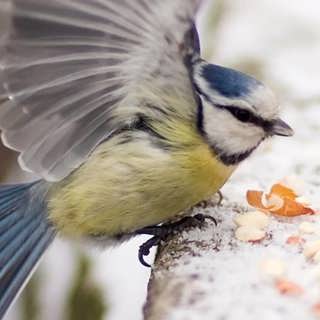 Vinterfåglar – och att bli aktivist för att rädda naturen