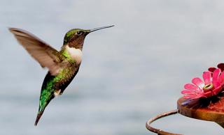 Hummingbirds Do Hover 