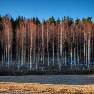 Skogsfredag #241 - GM 828 PAN och Stora stormar