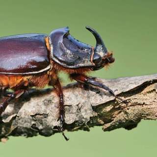 Hvor blir det av insektene?