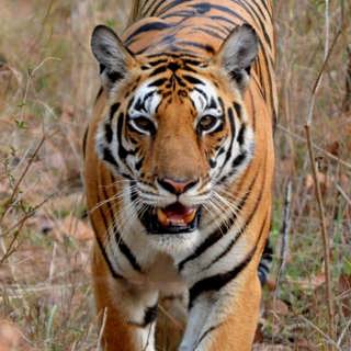 Starkt hotad tiger tar små steg framåt i Indien