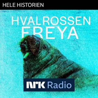 I NRK Radio: Hvalrossen Freya