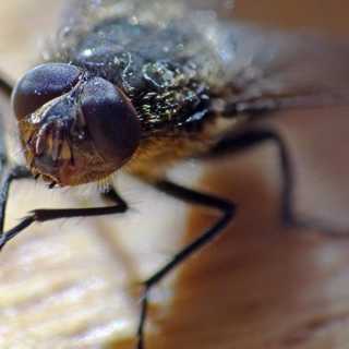 Naturpanelen om flugor som gnuggar händerna och bokar som växt ihop