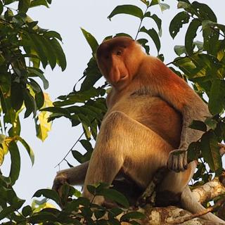 En hotad apa med stor näsa - och fågelparadiset Lamburträsk