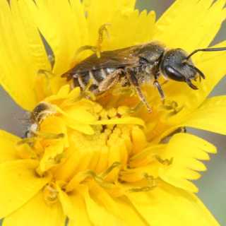 Bland bin och backsvalor i Maglarp