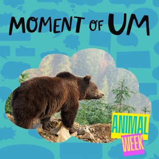 Moment of Um