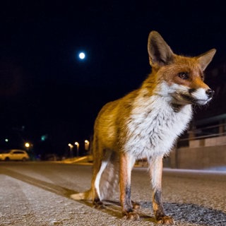 Gattung, Art und Unordnung (4/4): Was erwartet uns im Tierhimmel