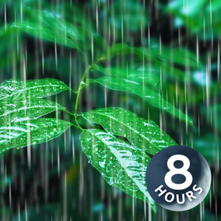 Rainfall on Forest Foliage | 8 Hours Rainstorm Sounds for Sleeping