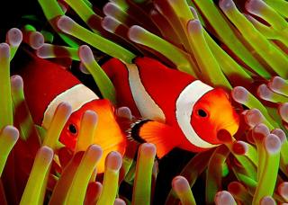 Saving Nemo, aka the Clownfish 