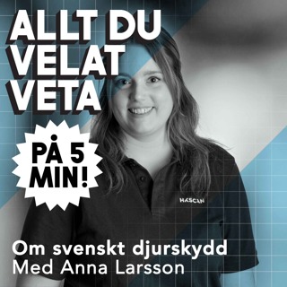 Allt du velat veta