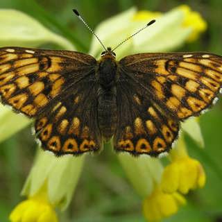 Söderåsens raviner, gullvivefjärilar och hela biologiska mångfalden på ett bräde