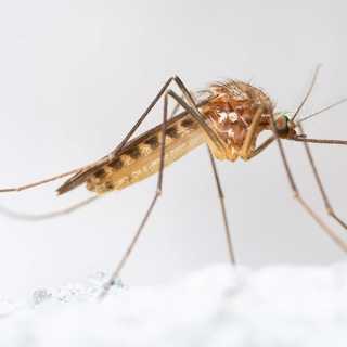 Övervintrande myggor - och om att bli trygg i den svenska naturen