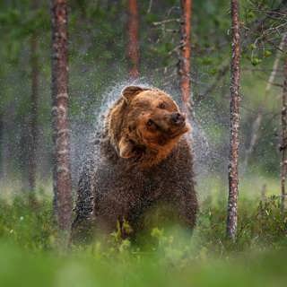 Björnmöten i Finlands gränsmarker och ljusföroreningar i mörkret