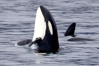 Orcas Part II: Wolves of the Sea