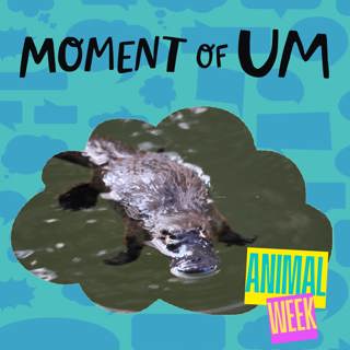 Moment of Um