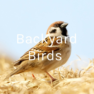 Littleton, Colorado (USA) Backyard Birds on April 28, 2020. 