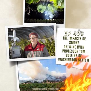 Ep 499: The Impacts of Smoke on Wine with Professor Tom Collins of Washington State University