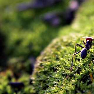 Myllrande myror, gigantiska gåsgamar och nytt om nyckelbiotoperna