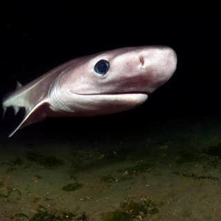 Efterfrågan på hajleverolja till kosttillskott och kosmetika driver på hajfisket - nu hotas nya arter