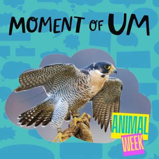 Moment of Um