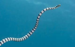 Sea Snakes Surprise 