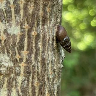 Skogens snäckor – och vad vet vi om insektsdöden?