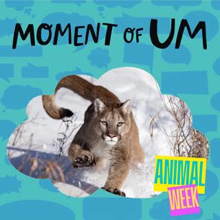 Moment of Um