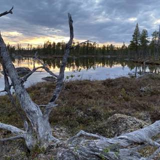 Skogspärlor i norr: Tjeggelvas och Jielkká-Rijmagåbbå