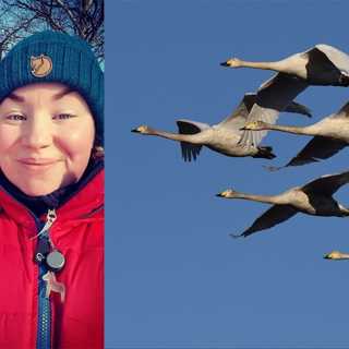 Vårfåglar på Öland och en lektion om isar
