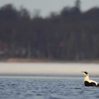 Ung fascination för Finjasjöns fågelliv - och mötet med tallprocessionsspinnarna