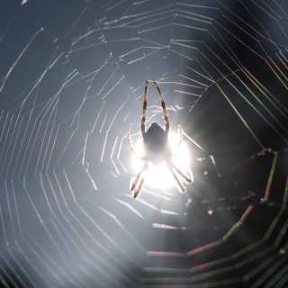 Naturpanelen om trummande spindlar och märklig blåeld