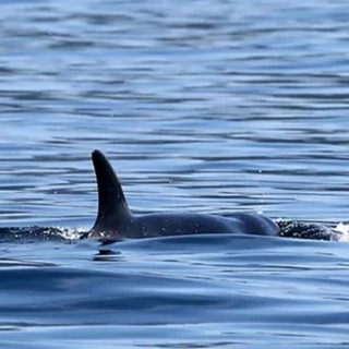 Josh McInnes: "A Calf Named Lucky"