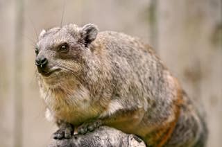 Hyrax Can Sing