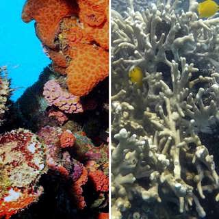 Den stora korallblekningen – så hotas världens korallrev