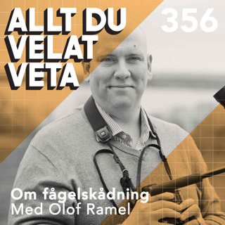 Allt du velat veta