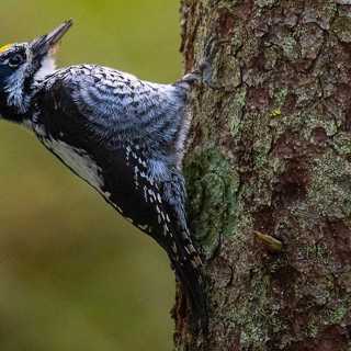 Gammelskogens fåglar och att göra naturen tillgänglig för alla